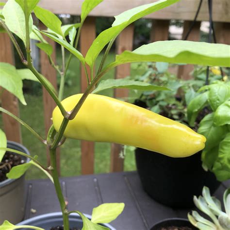 When Do I Pick This Hungarian Hot Pepper Thanks R HotPeppers