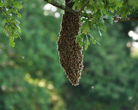 Honey Bee Swarms Information For The Public Bedfordshire Beekeepers