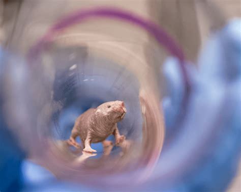 Secret To Life Long Fertility For Women May Be Hiding In Naked Mole Rats
