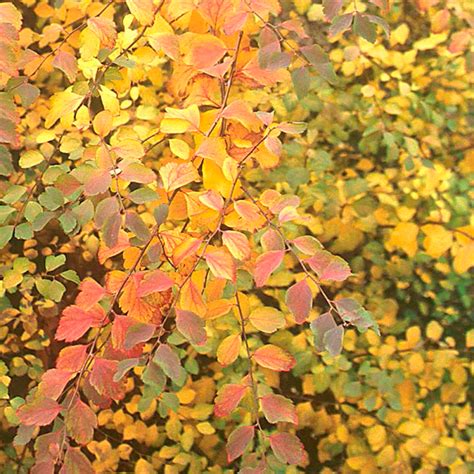 Спірея Вангутта / Spiraea vanhouttei - Розсадник декоративних рослин ...
