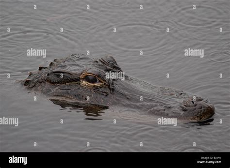Florida Everglades Alligators in the water Stock Photo - Alamy