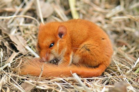 Животное Соня Фото – Telegraph