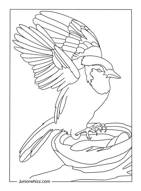 Blue Jay Coloring Pages (12 Free Printable PDFs)