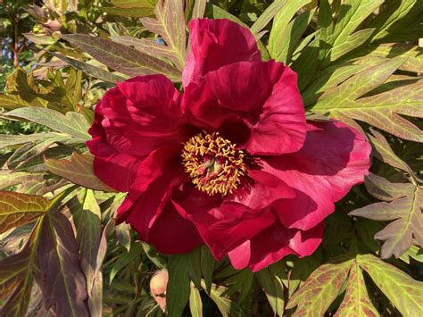 PAEONIA Tree Chinese Dragon Binny Plants