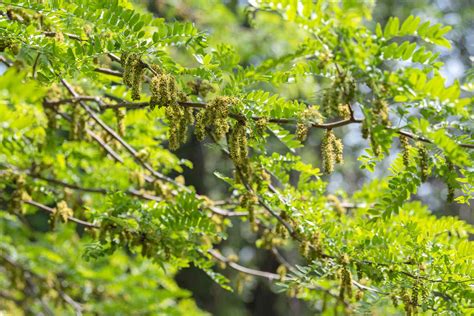 Honey Locust Tree Leaves