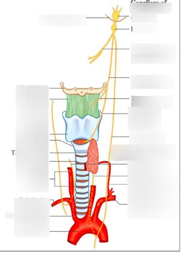 Innervation Of The Larynx Diagram Quizlet