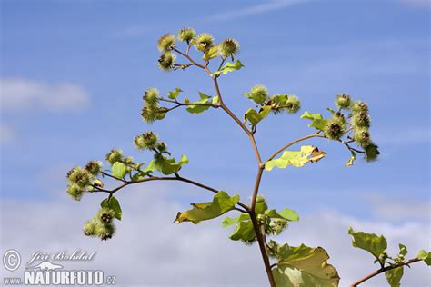 Lopuch větší | Naturfoto.cz