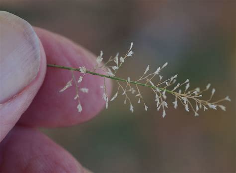 Eragrostis amabilis, Ellis Beach, north of Cairns, QLD, 05… | Flickr