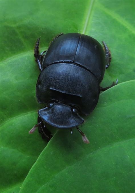 molossus dung beetle catharsius molossus bali wildlife
