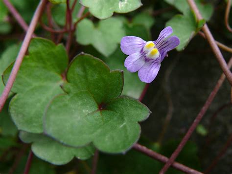 Все форумы > Цимбалярия постенная (Cymbalaria muralis, Scrophulariaceae)