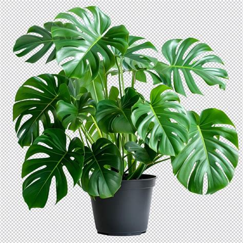 Premium Psd Isolated Summer Potted Tree And Flower