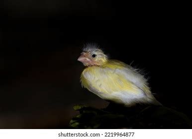 Nest Domestic Canary Images Stock Photos And Vectors Shutterstock