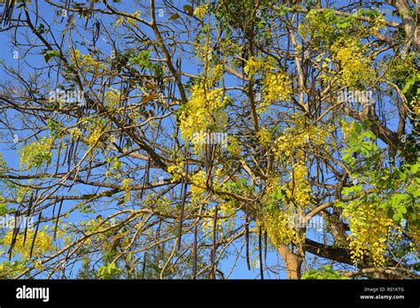 Cassia Fistula Linn Hi Res Stock Photography And Images Alamy