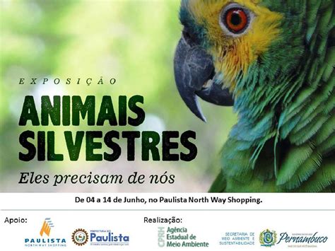 Exposi O Fotogr Fica De Animais Silvestre Marca A Semana De Meio