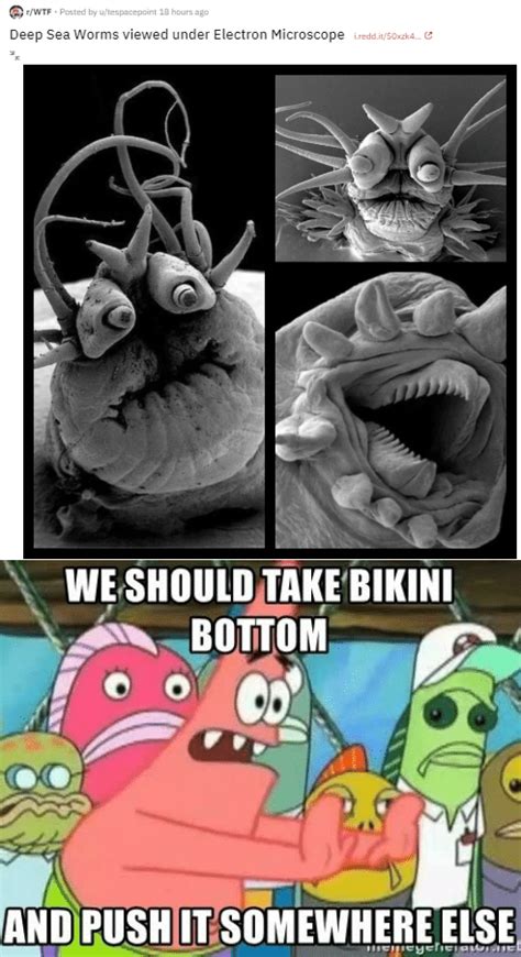 Push Bikini Bottom Memes SpongeBob SquarePants Wikipedia