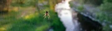 Flying Spiders - Can Spiders Fly?