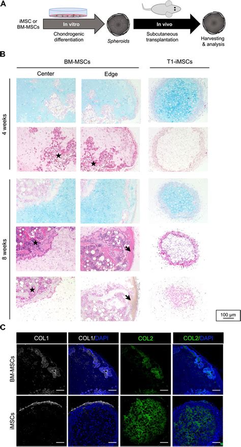 Frontiers Enhanced Chondrogenic Differentiation Of Ips Cell Derived