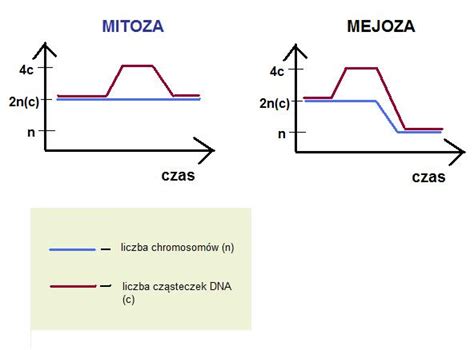 Biol chem matura Cykl komórkowy i podziały komórkowe