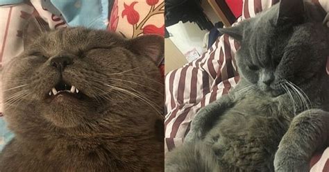 Horny Cat Xiaopi The Russian Blue Cat Mated With At Least Five Females Overnight And Is Now On