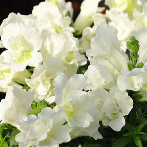 Удивительный махровый львиный зев сортосерии Твини. | В окружении ...