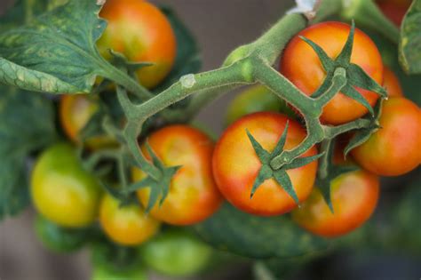 How To Trellis Tomatoes Fast With A Florida Weave Modern Farmer