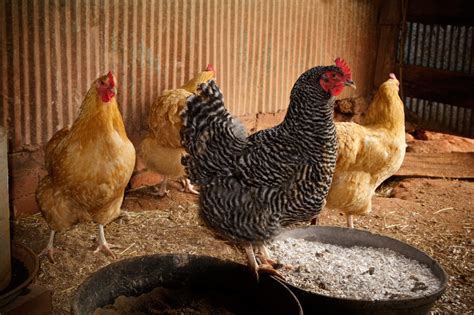 The 5 Livestock That Are The Best Choice When Starting A Homestead