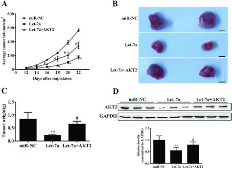 Let A Suppresses Tumor Growth A Nude Mice Were Injected