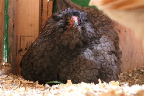 Baby Peeps And The Great Outdoors Downeast Thunder Farm