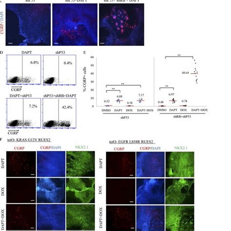 Inhibition of the p53 tumor suppressor gene or expression of two common ... 