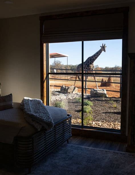 Downward Dogs And Giraffes Up Close Whats New At Texas Hill Country