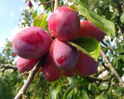 Types of plum trees: 12 varieties to grow for a fruitful autumn harvest | Gardeningetc