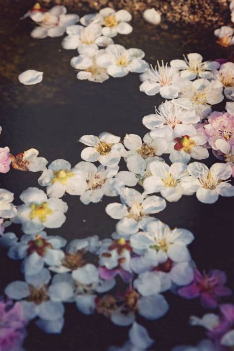 Download Vintage Flower Aesthetic On Water Wallpaper