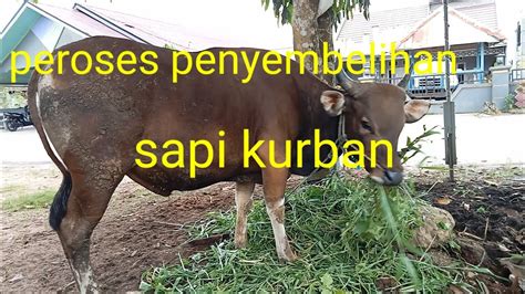 Proses Penyembelihan Sapi Kurban Youtube