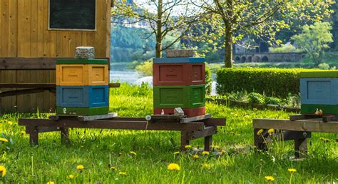 Free picture: summer, beehive, nature, wood, bee, grass, apiary