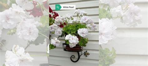 Черенки пеларгонии купить в Новосибирске | Товары для дома и дачи | Авито