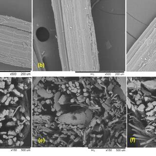 SEM images of the different types of fibers on the longitudinal surface ...