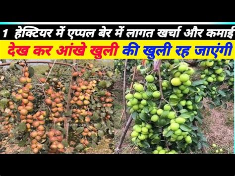 Thai Apple Ber Ki Kheti Kaise Karen Apple Ber Farming Ber Ki