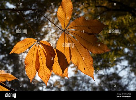 Yellow fall leaf Stock Photo - Alamy