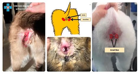 Kedilerde Anal Kese Sa L K Riskleri Ve Temizlenmesi