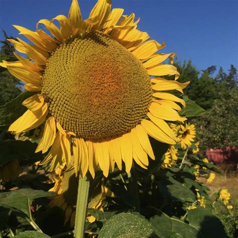 Sunflower Peredovik Black Oilseed Deep Harvest Farm