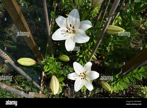 Lilium Eyeliner Stock Photo - Alamy