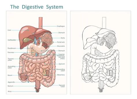 digestive system diagram vector images depositphotos