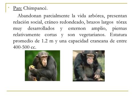 Evolucion De Los Primates