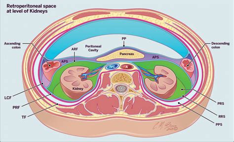 Intraperitoneal And Retroperitoneal Organs