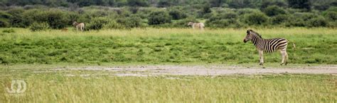 Chalet Trip And Review Of Khama Rhino Sanctuary In Botswana Road