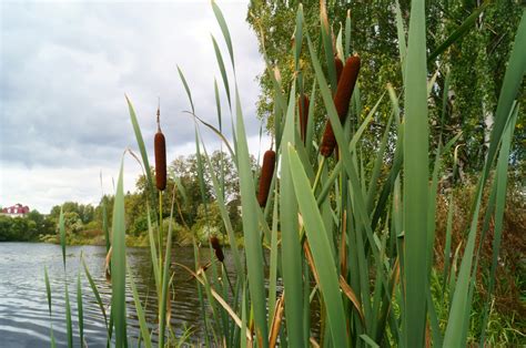 The Most Common Plants That Live In Rivers And Streams