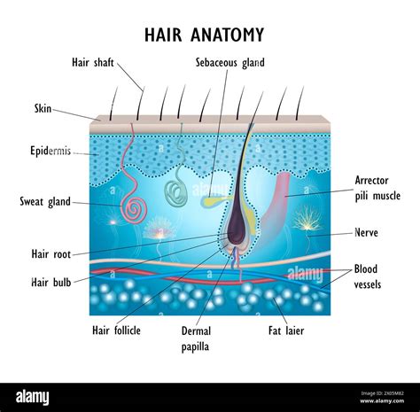 Hair Anatomy Hair Growth Anatomy Diagram Of Human Hair Ad For Oil Or