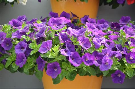 Petunia Capella™ 'Indigo' Petunia | Garden Center Marketing