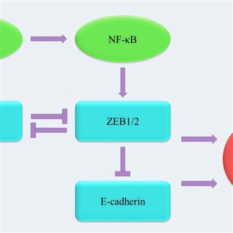 A Schematic Illustrating Epithelial To Mesenchymal Transition Emt