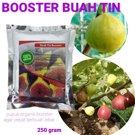 Jual Pupuk Booster Buah Tin Agar Cepat Berbuah Lebat Mencegah